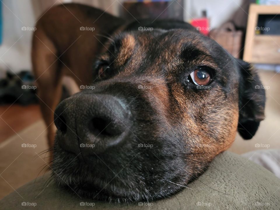 Time for a walk please.