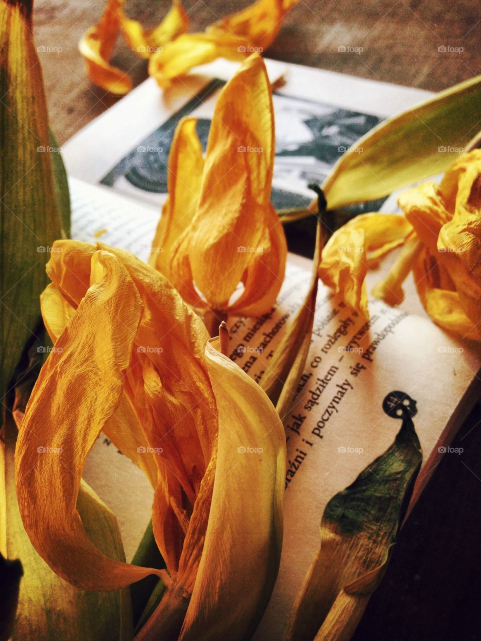 Yellow flowers 