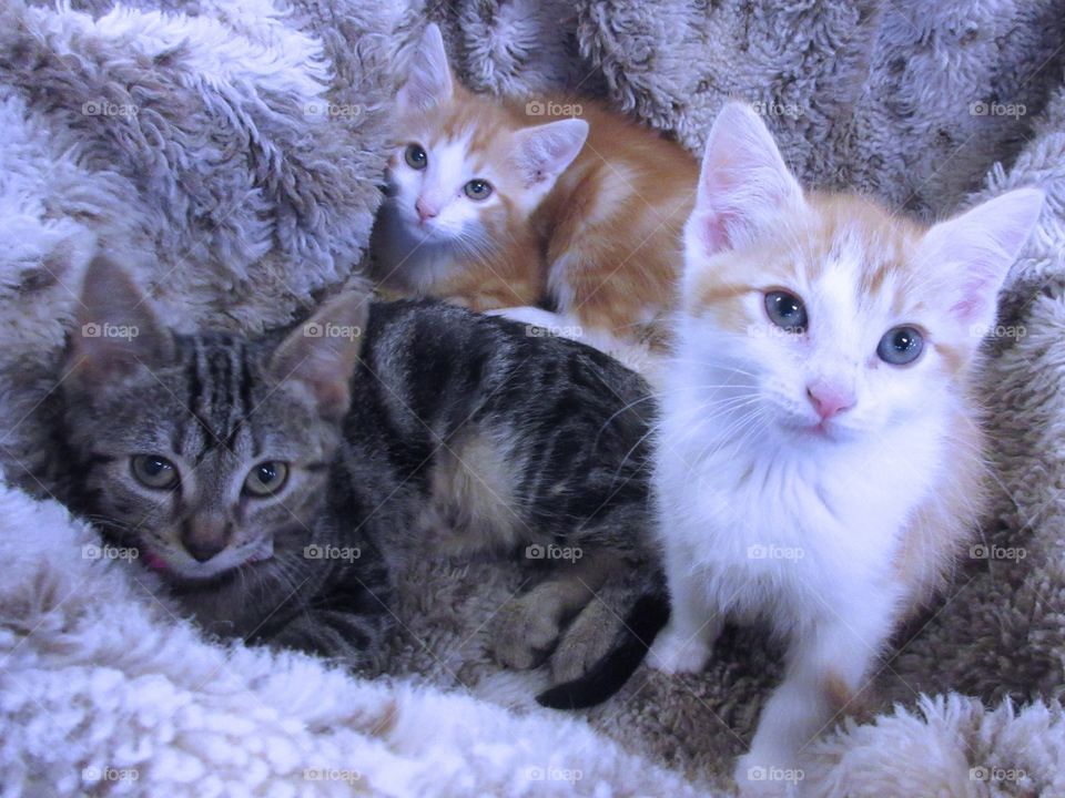 Three little kittens