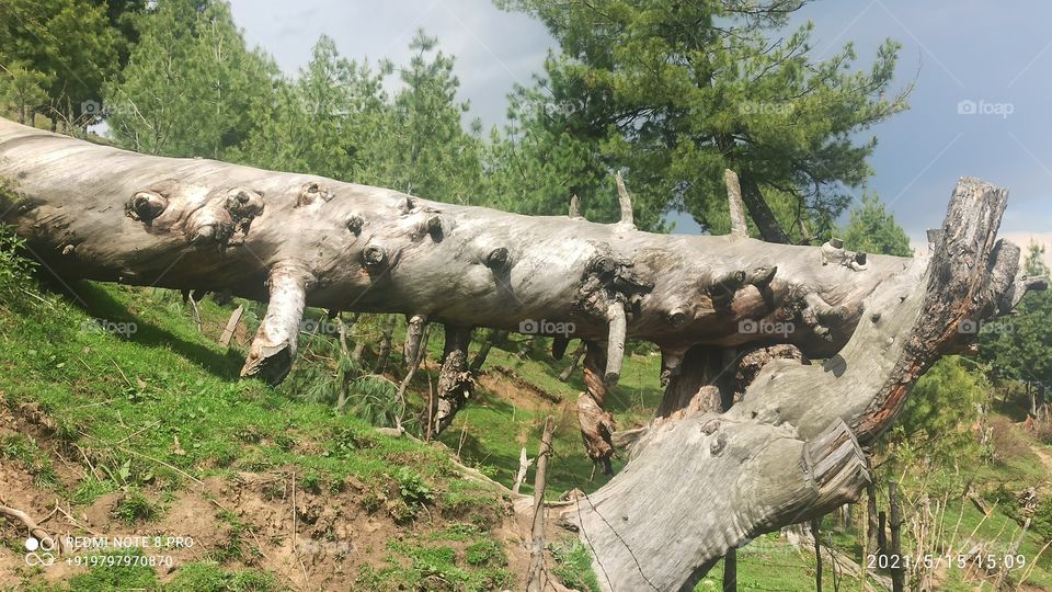 Beatiful picture of rotten Pine tree fallen due to recent wind storm in Forests of Shopian on Mughal Road on Shopian side in Kashmir valley....