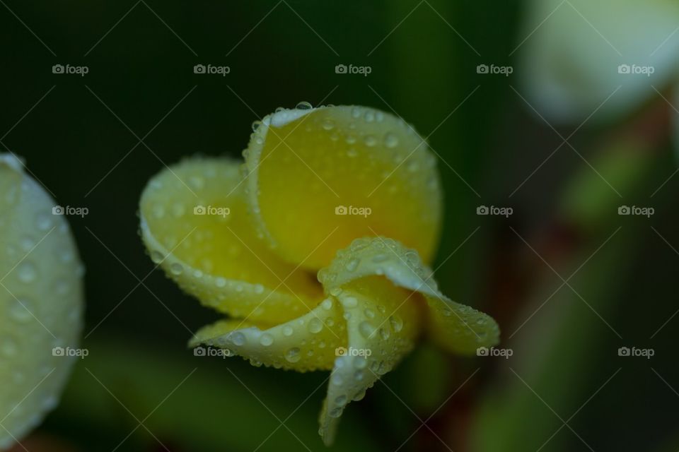 Frangipani Ready for Bloom