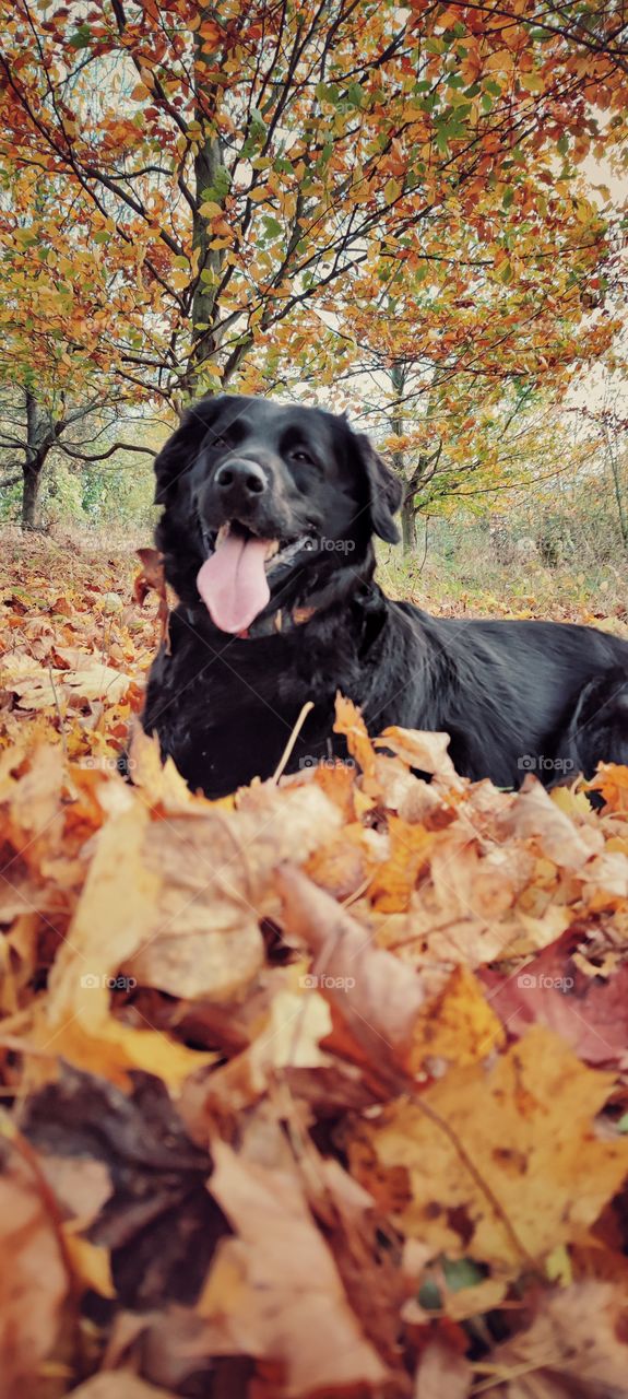 black flat coated Retriever