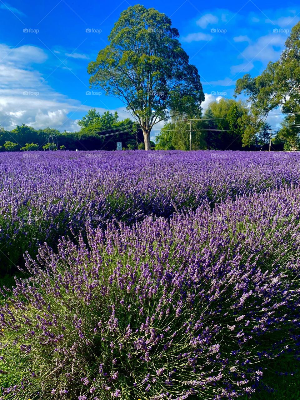 Luscious lavender fields