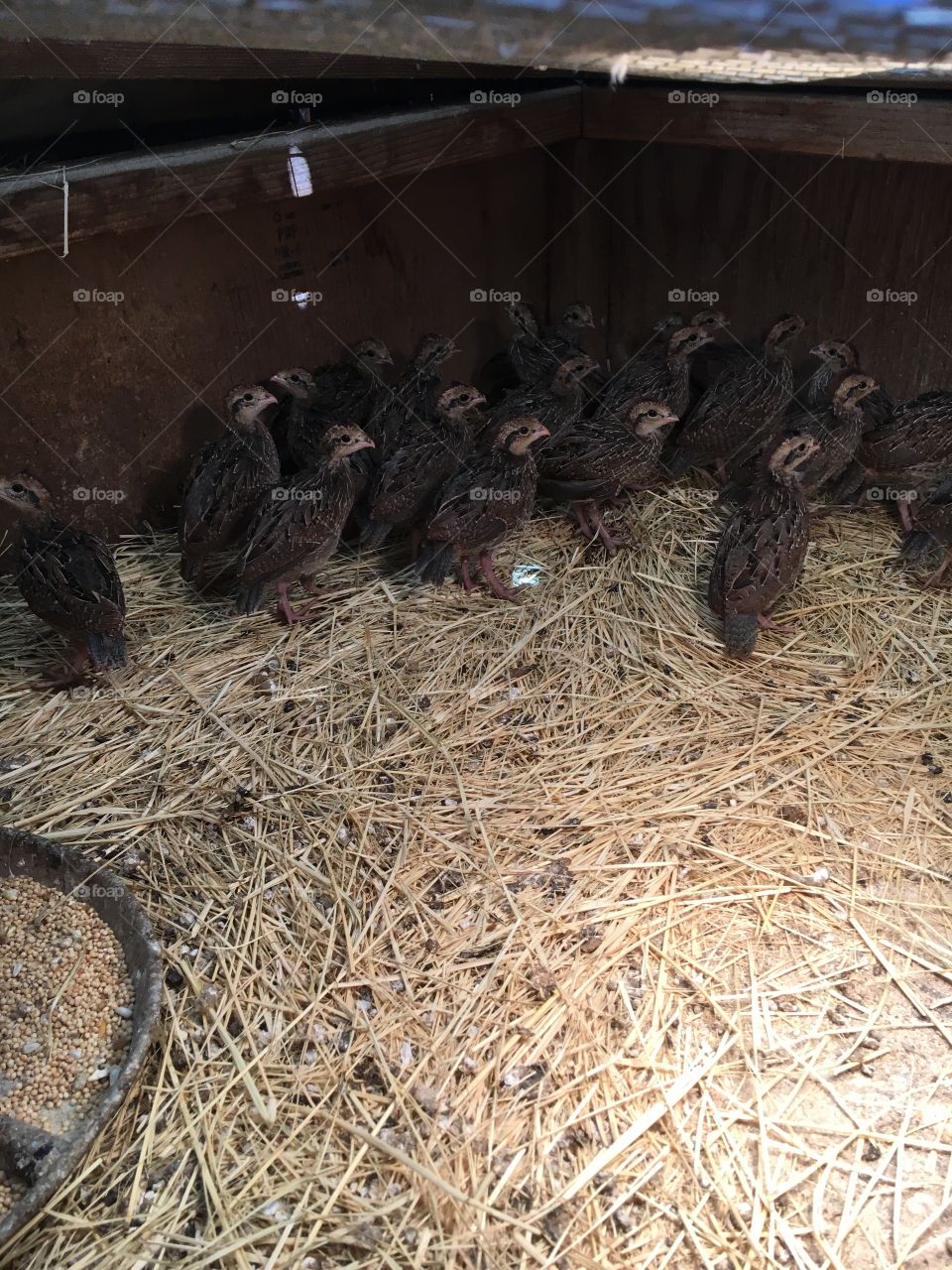 Baby bob white quails 