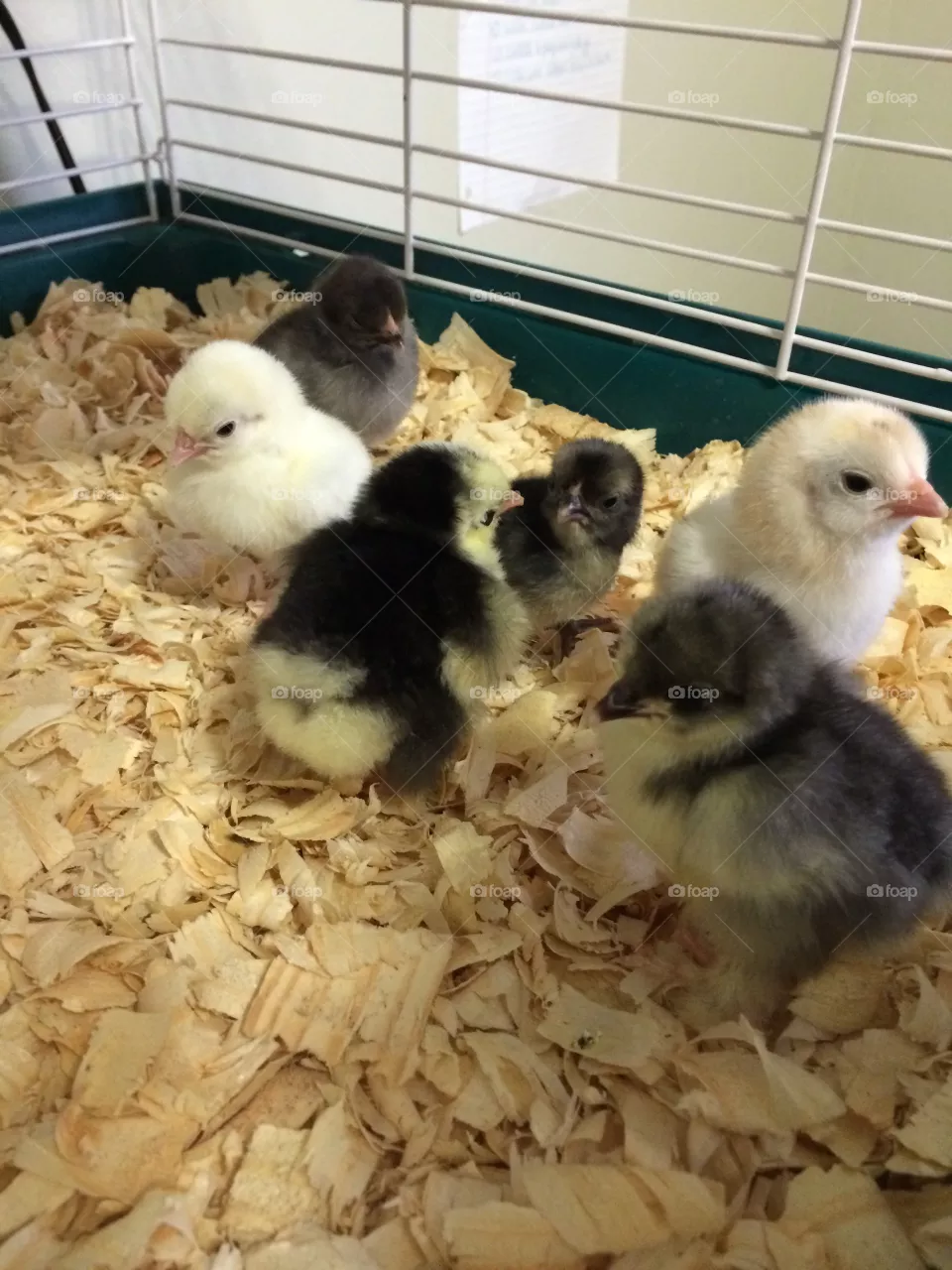 Chicks
