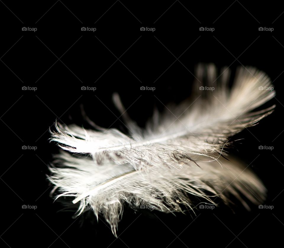 The feather 