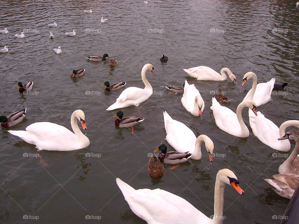 ducks n' swans. on the Moselle river...