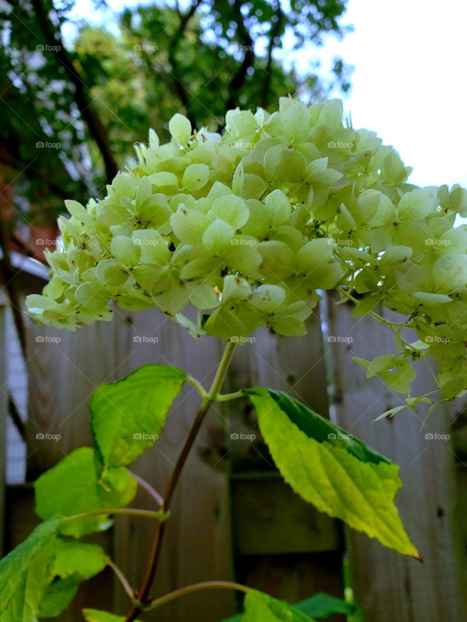 Green flower