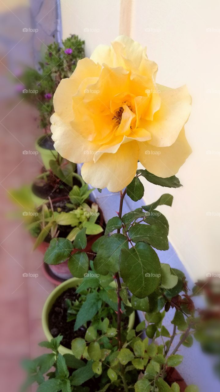 My yellow rose