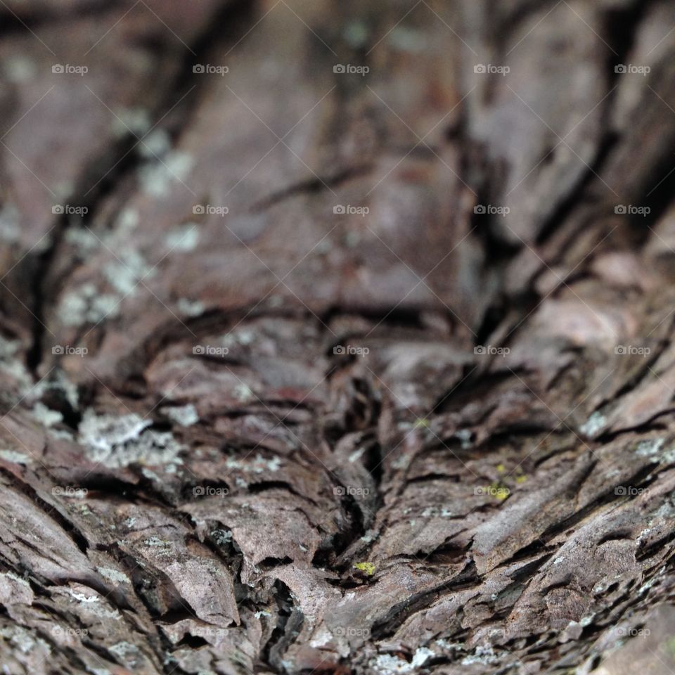 All bark and no tree. Bark of a tree close up