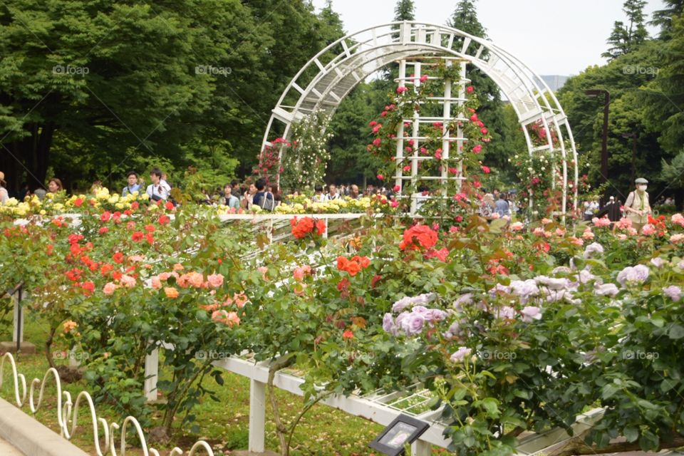 Fower white background 