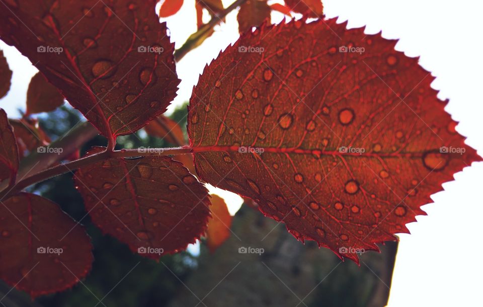 Red leaf 