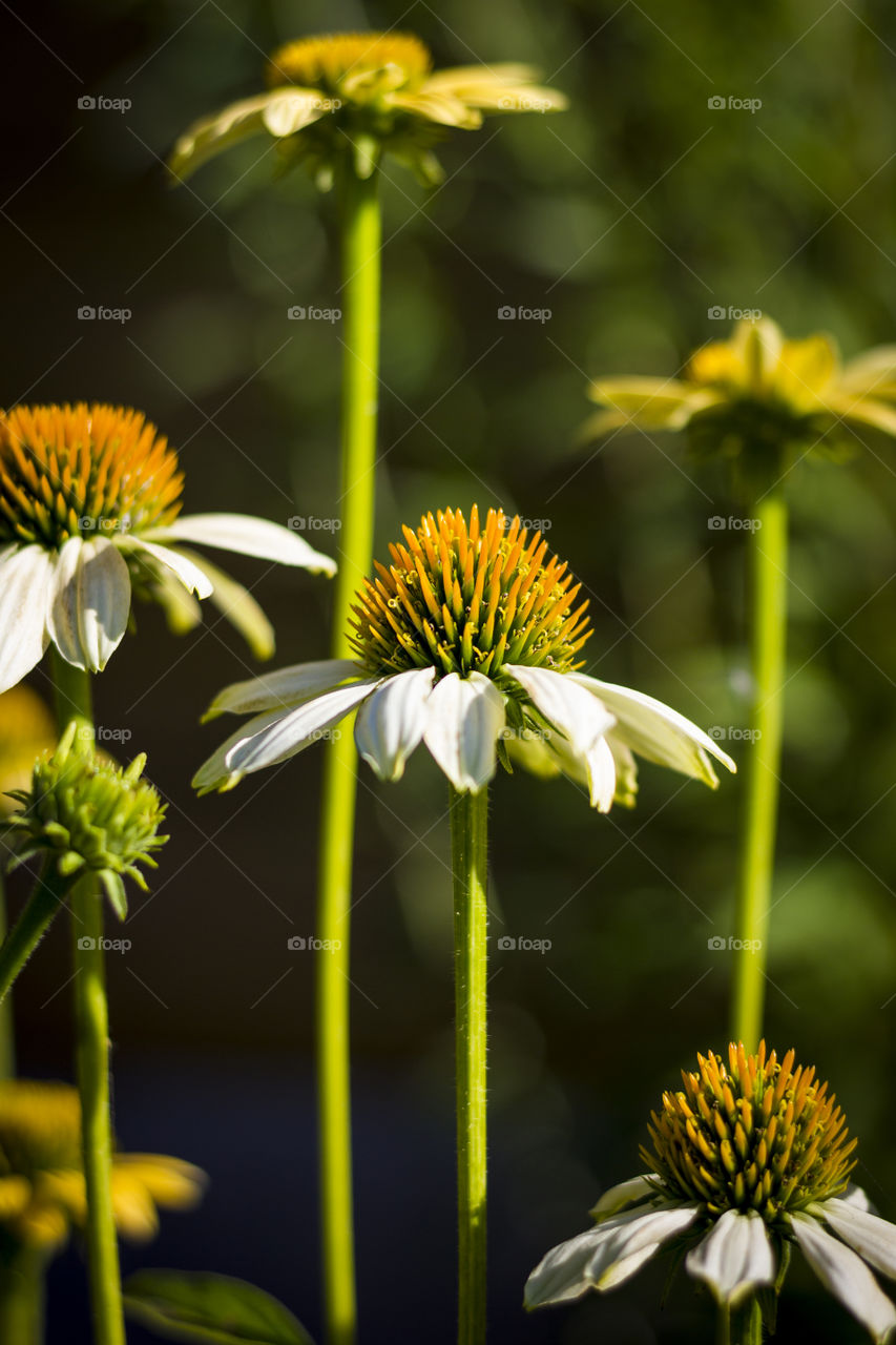 A portrait of white and yellow coneflowers. the plant are long and have cone shaped flowers as a core.