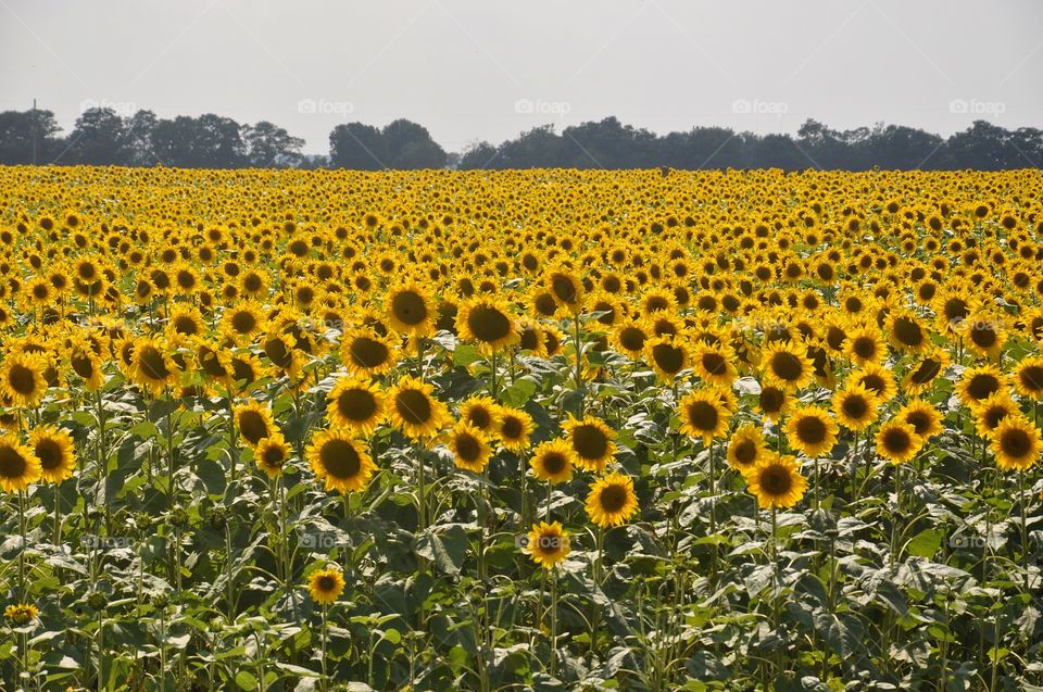 bright sunflower field