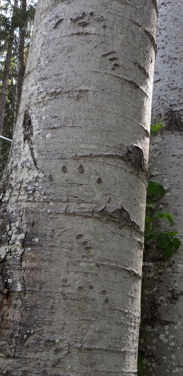 folles 


wolves claws on a  tree Canada