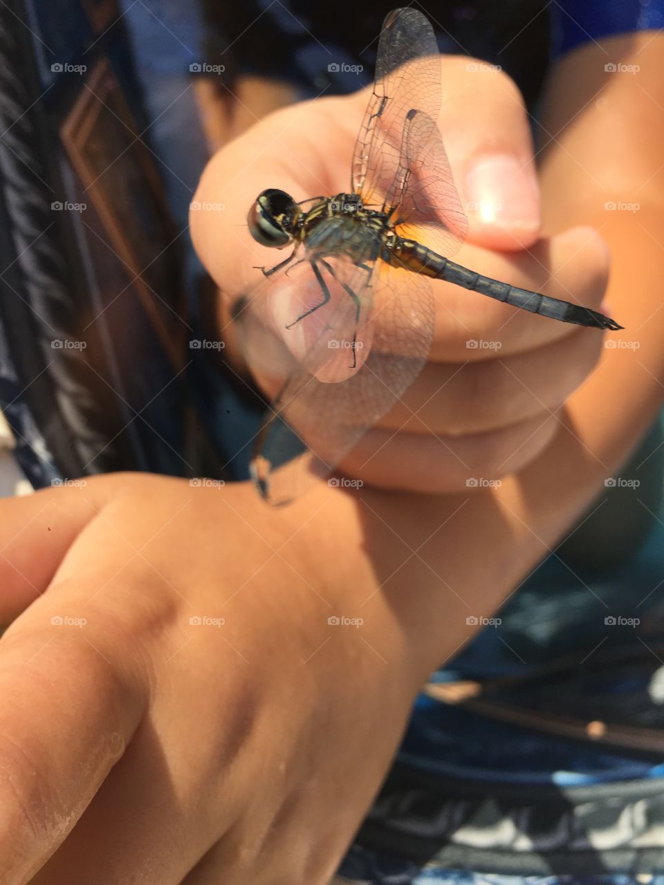 Dragonfly rescue