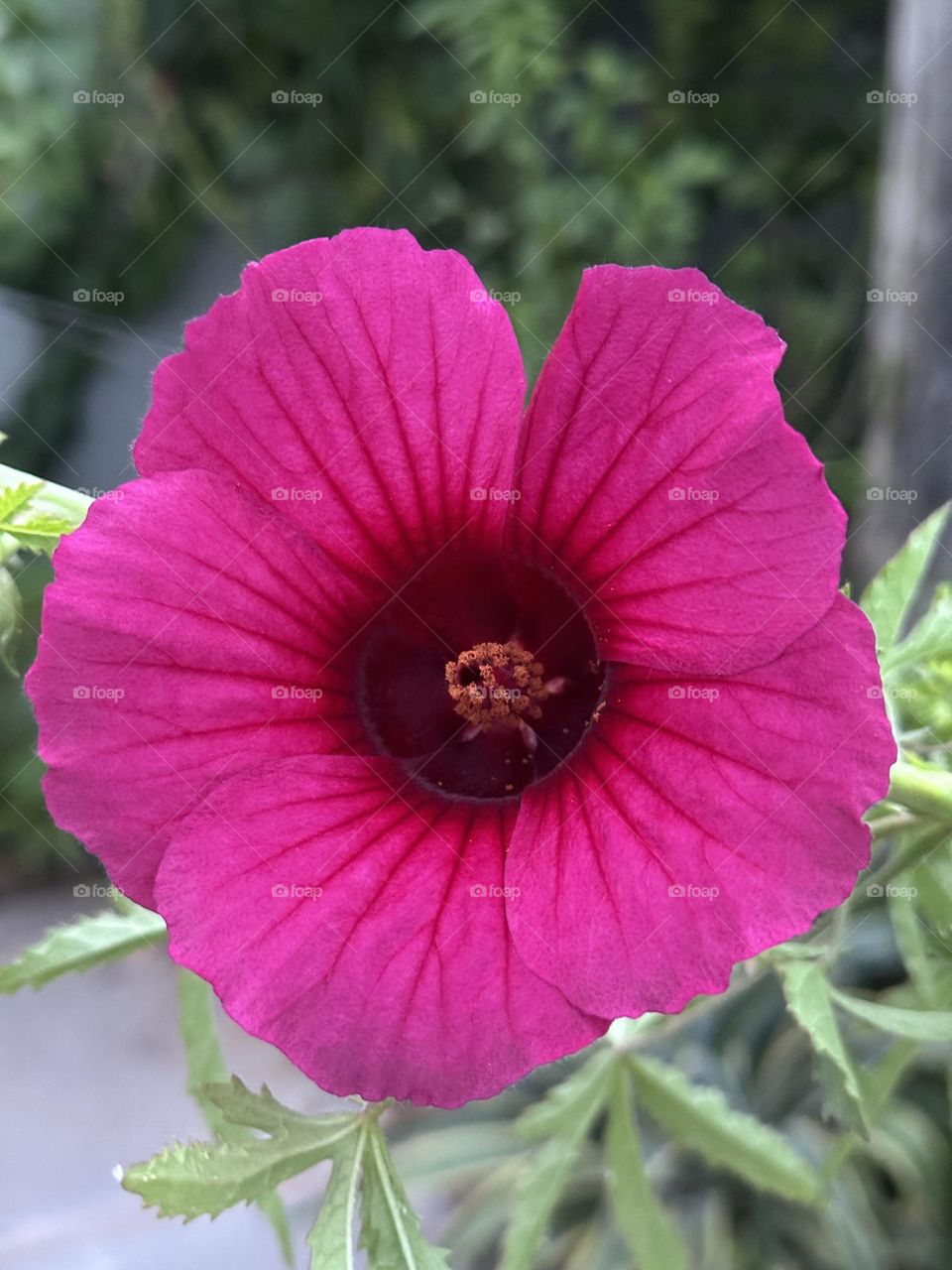 Roselle Flower