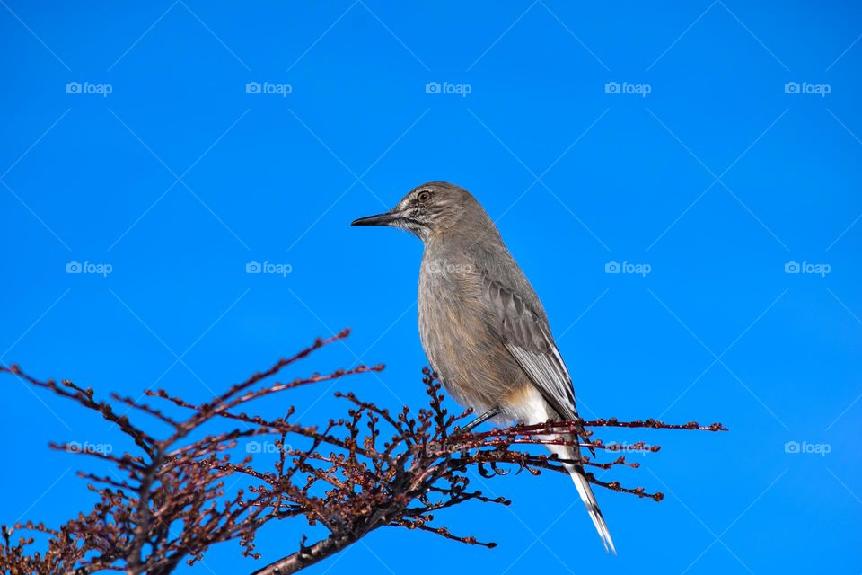 Bird Cerro catedral Bariloche Argentina 