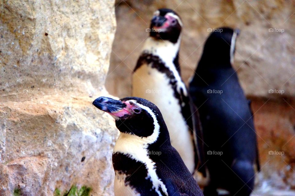 Ppppppp pick up a penguin . Taken at Paphos zoo Cyprus 