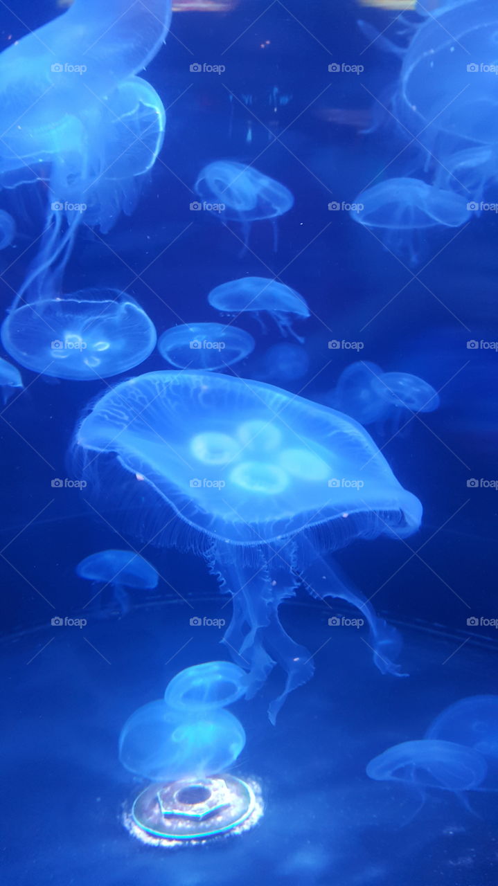 All types of jellyfish are found