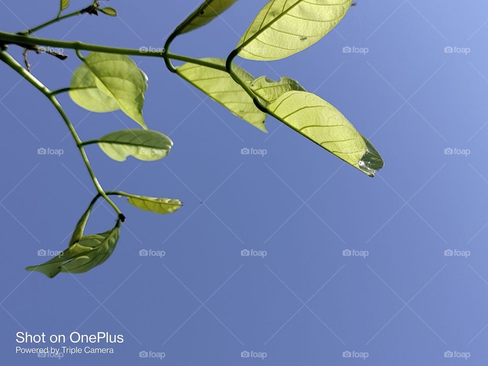 Tree leaves with Blue sky background