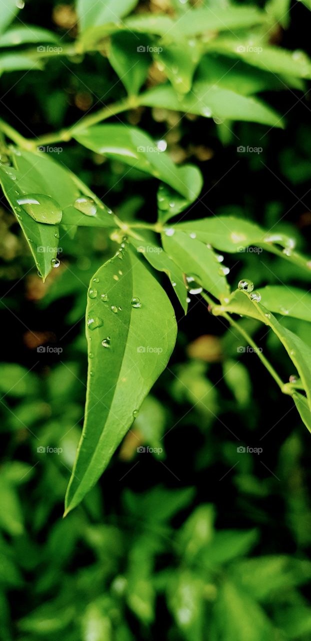 Droplets resting on a leaf after the earth was blessed with water from above.