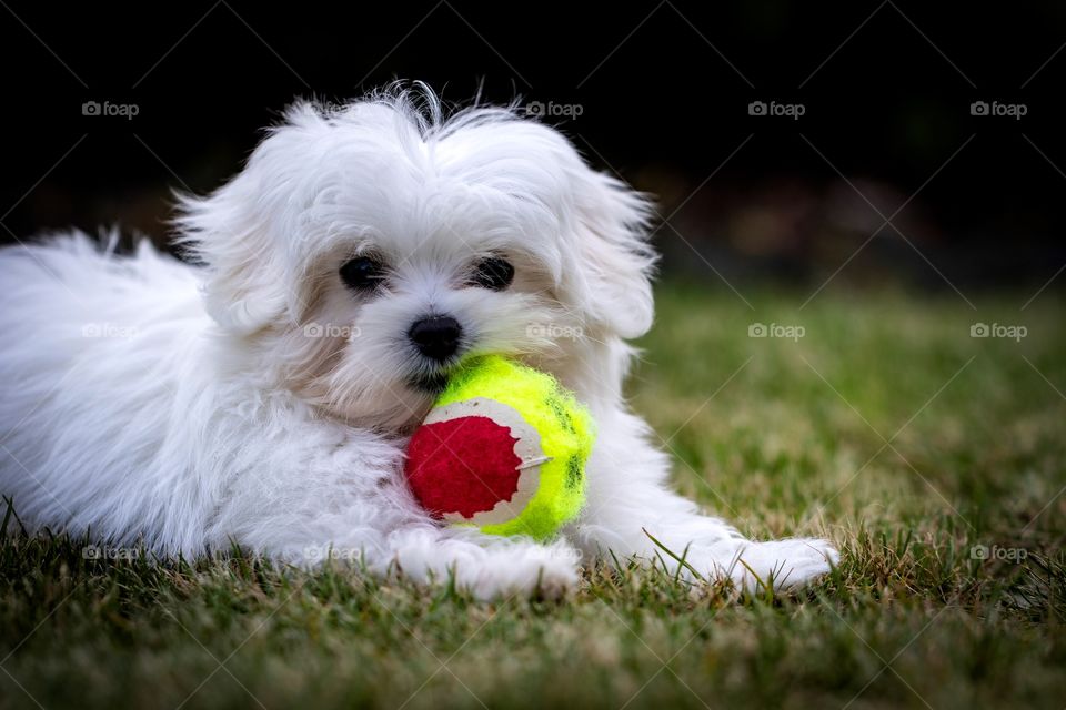 A portrait of a small puppy boomer dog playing with its ball toy. it is always great to get a new puppy.