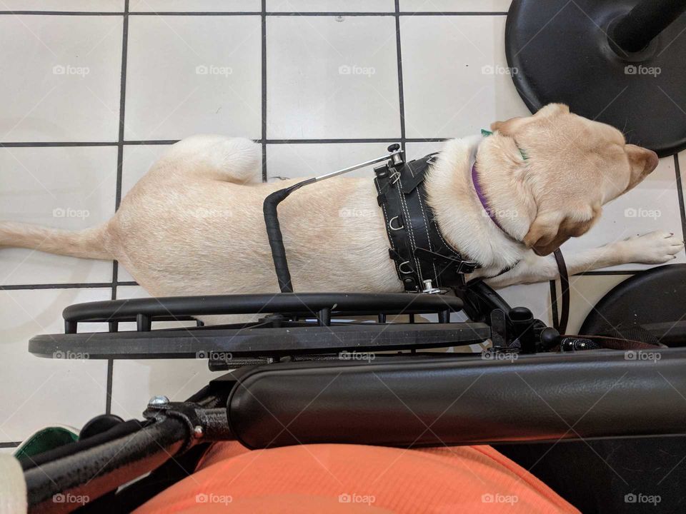 Service Dog Next To Wheelchair