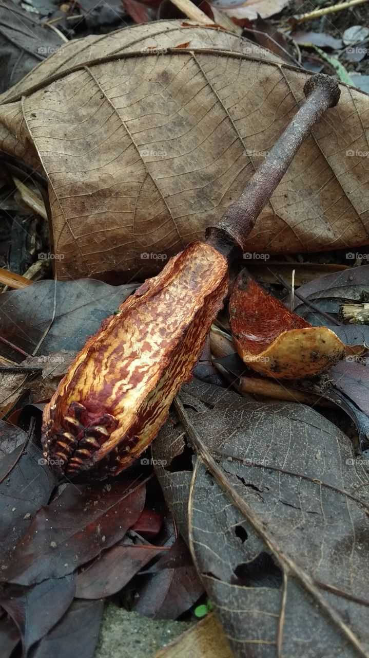 fruit that has fallen on the ground