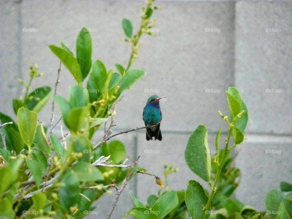 Hummingbird on a branch