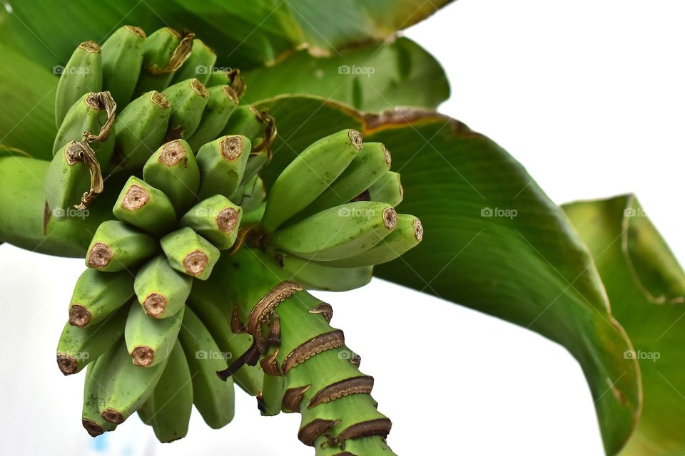 Bananas 