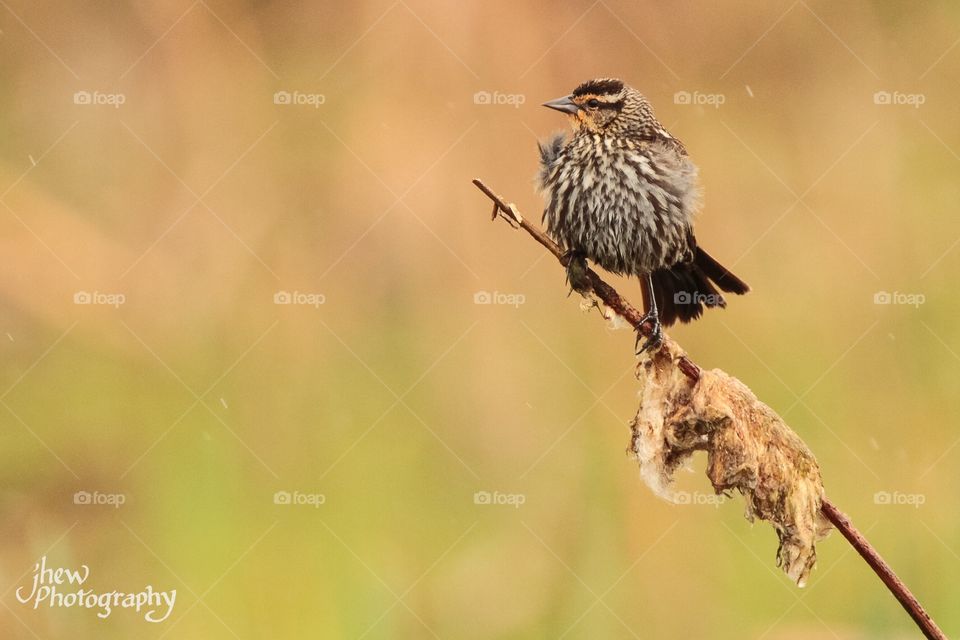 Female Red-Winged Blackbird