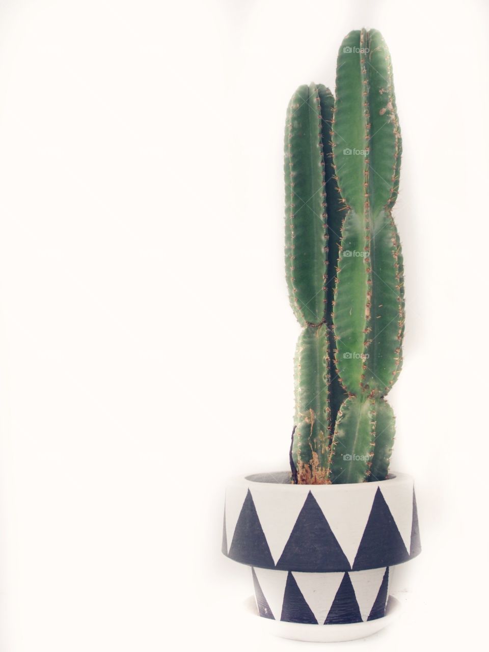 Cactus on white background 