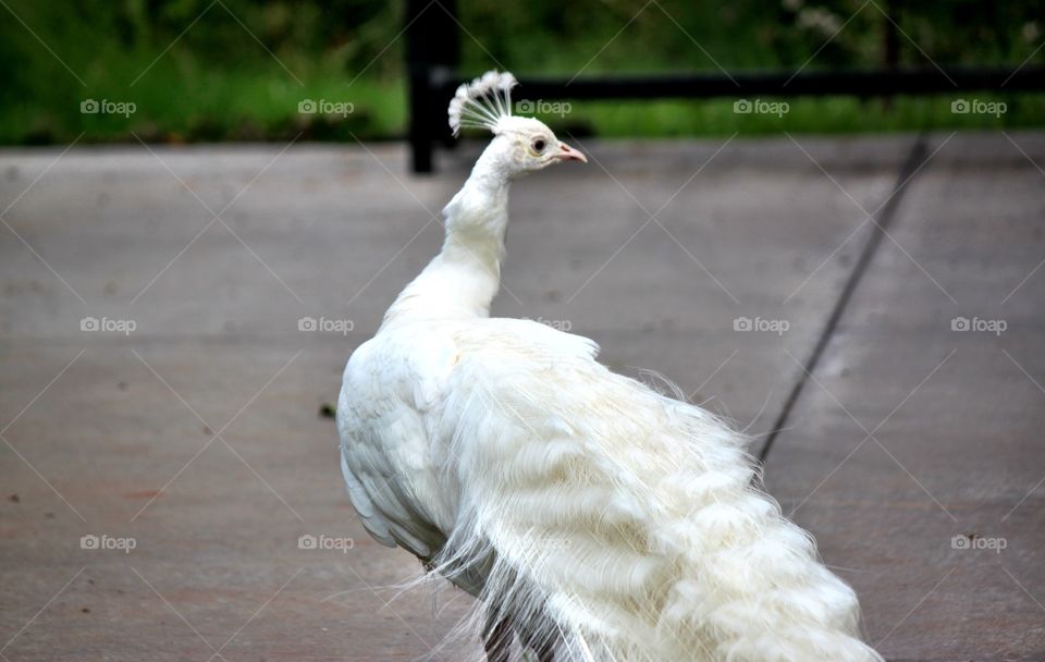 Close-up of white peacock