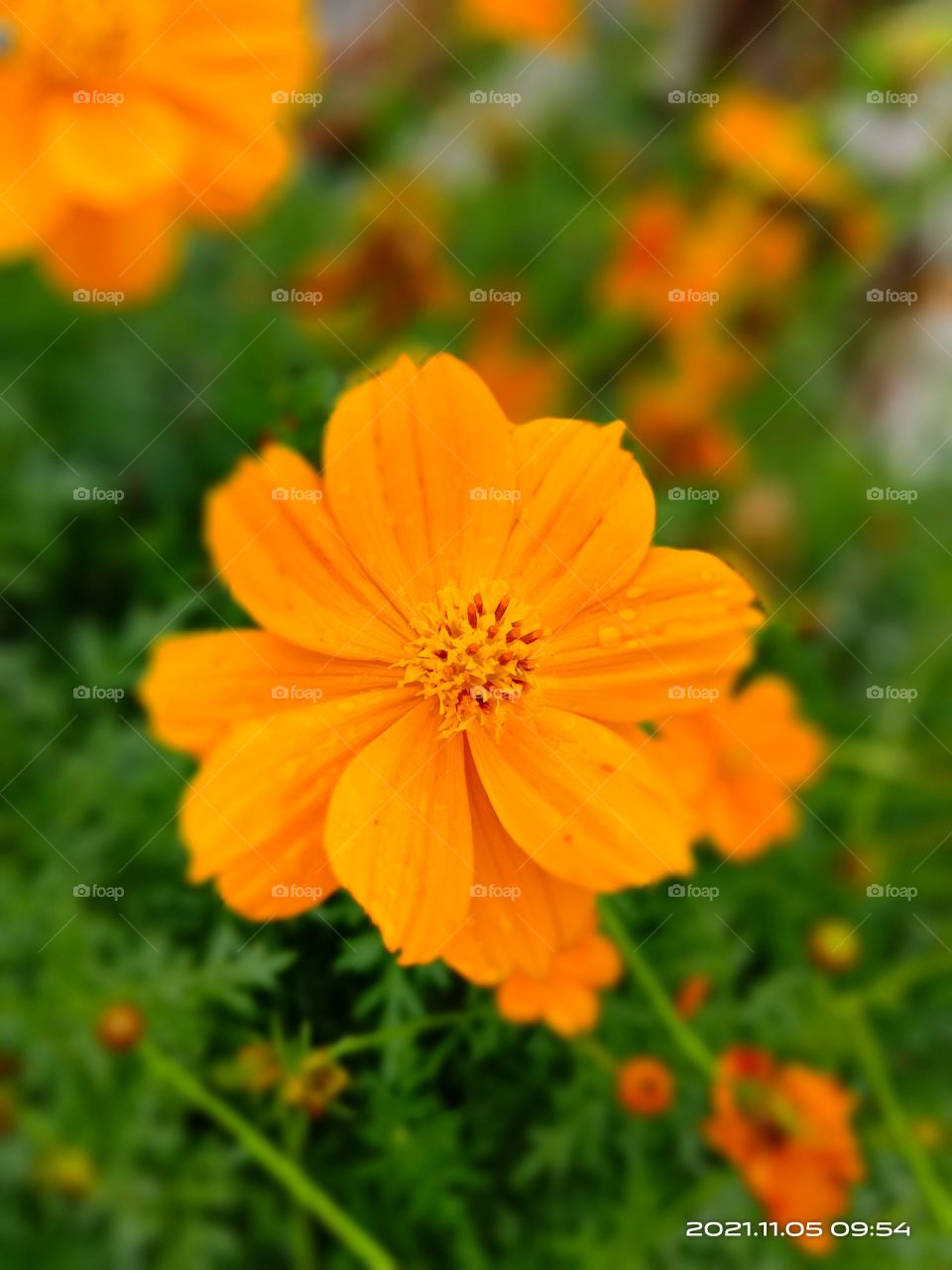 Blossom marigold...