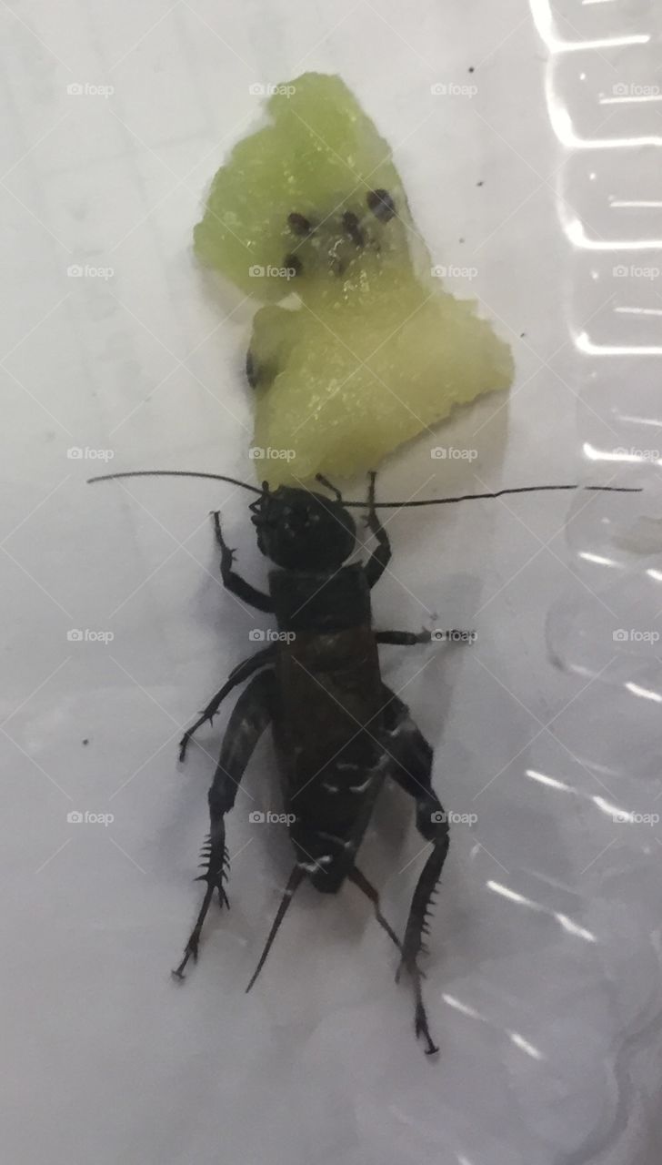 cricket eating kiwi