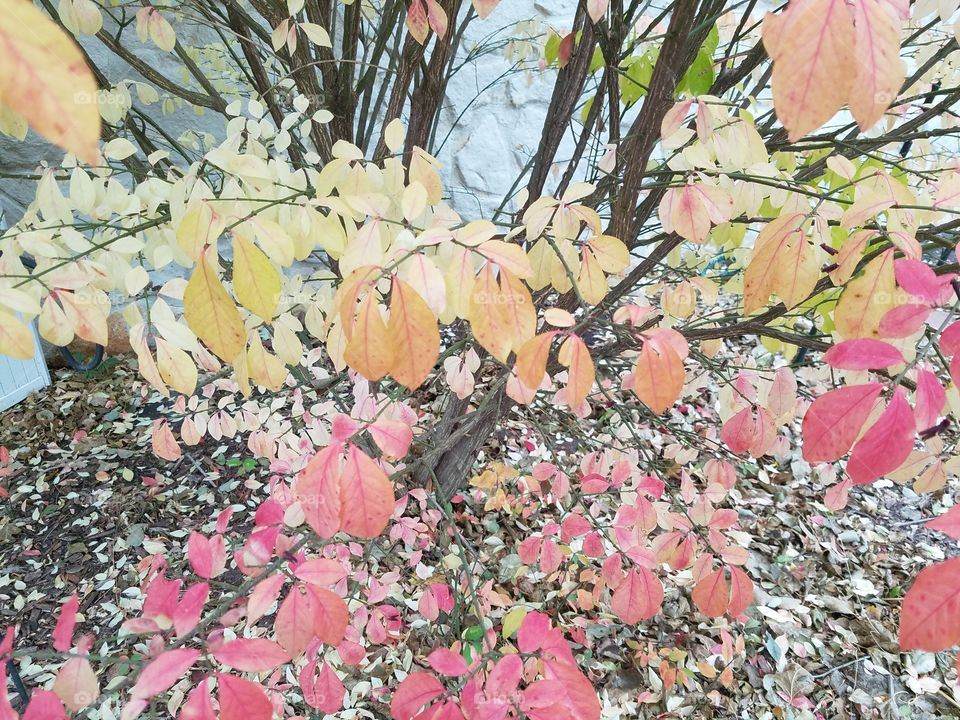Beautiful Fall leaves in nature
