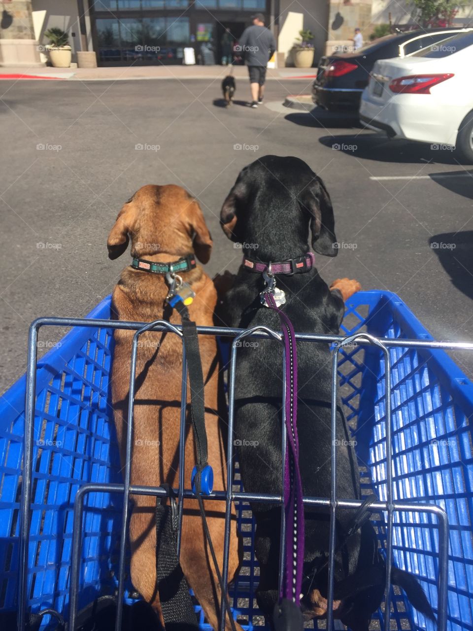 doggies in shopping cart 