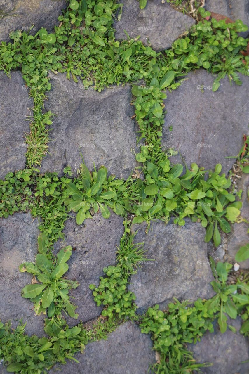 Grass between stones on pathway