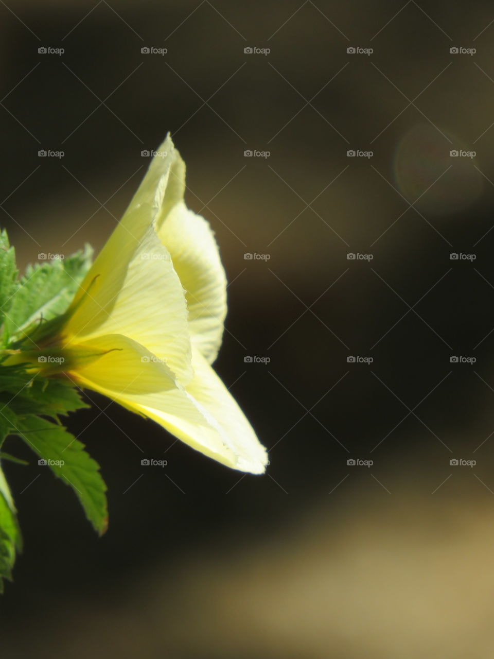 Beleza na simplicidade