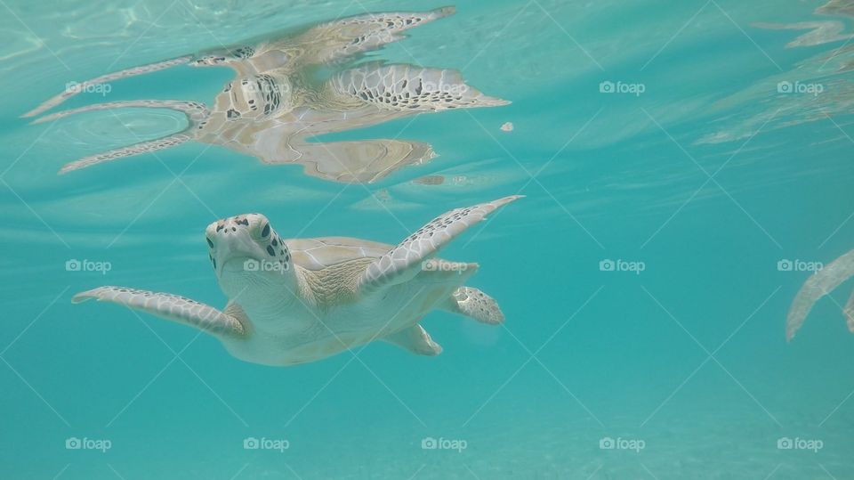 Sea Turtle 