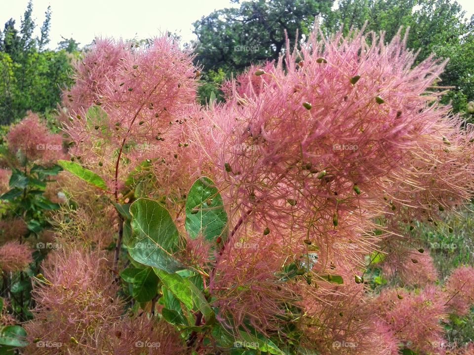 Scumpia is a tall shrub or low tree in the sumac family. Flowering branches.