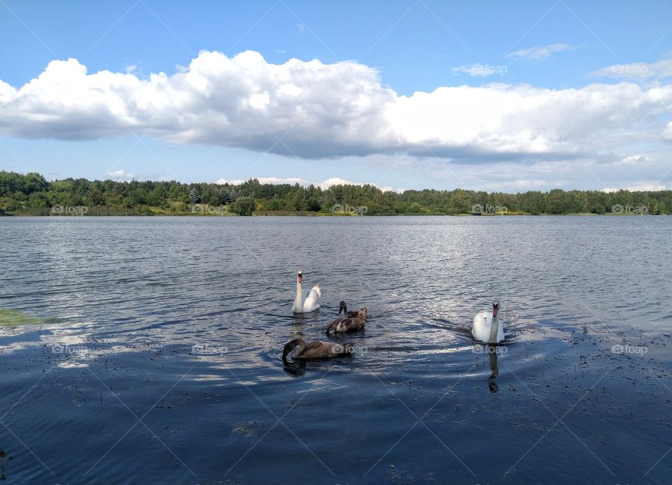 swans family on a lake summer landscape blue sky background