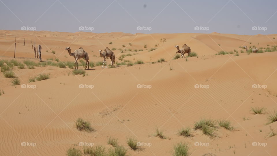 Wild camels on Dubai's desert