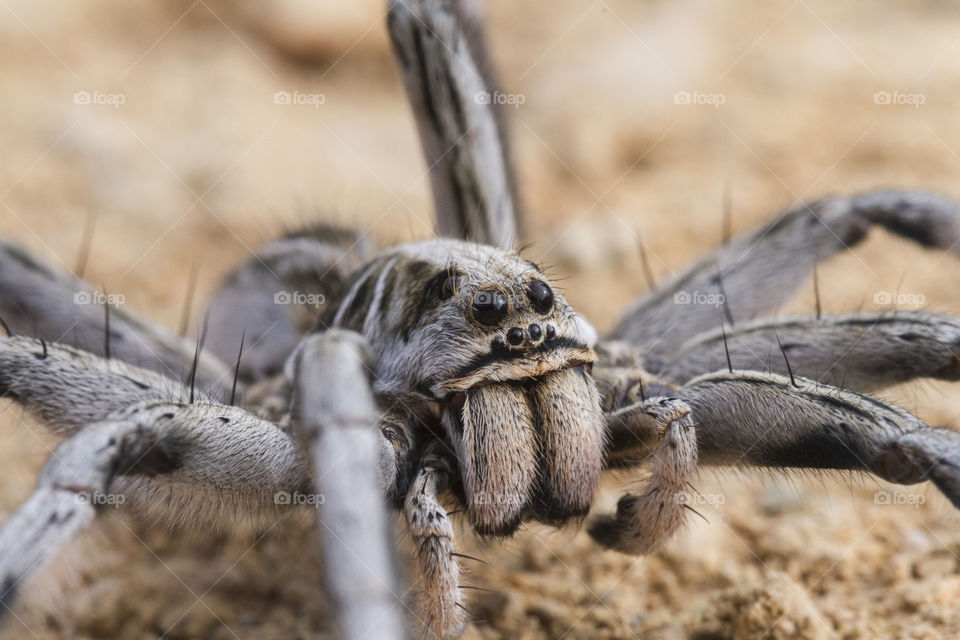 Beautiful and dangerous spider.