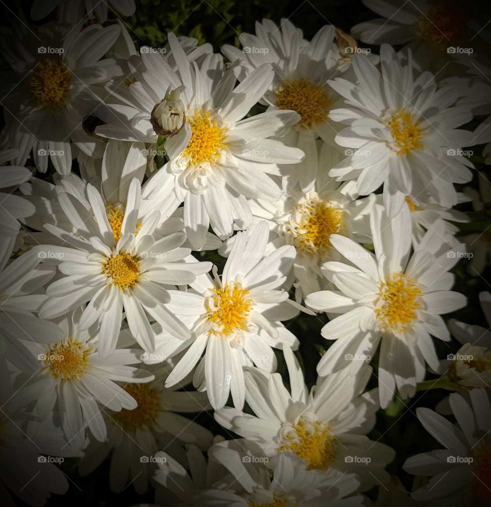 Colourful white and yellow daisy like flowers