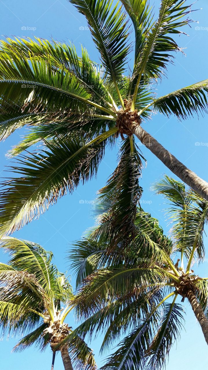 Low angle view of palm tree