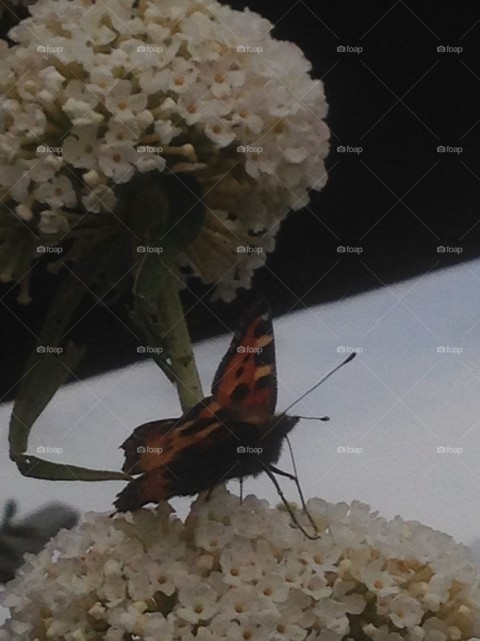 Butterfly on flower