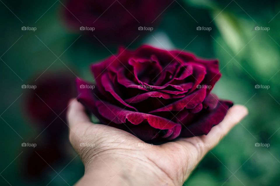 Red rose in hand.