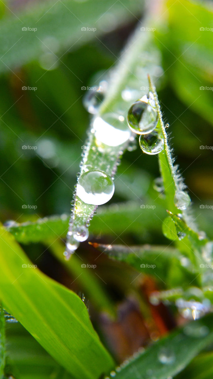 Dew drop on green leaf